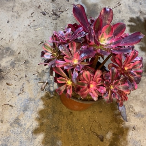 美杜莎多肉植物032