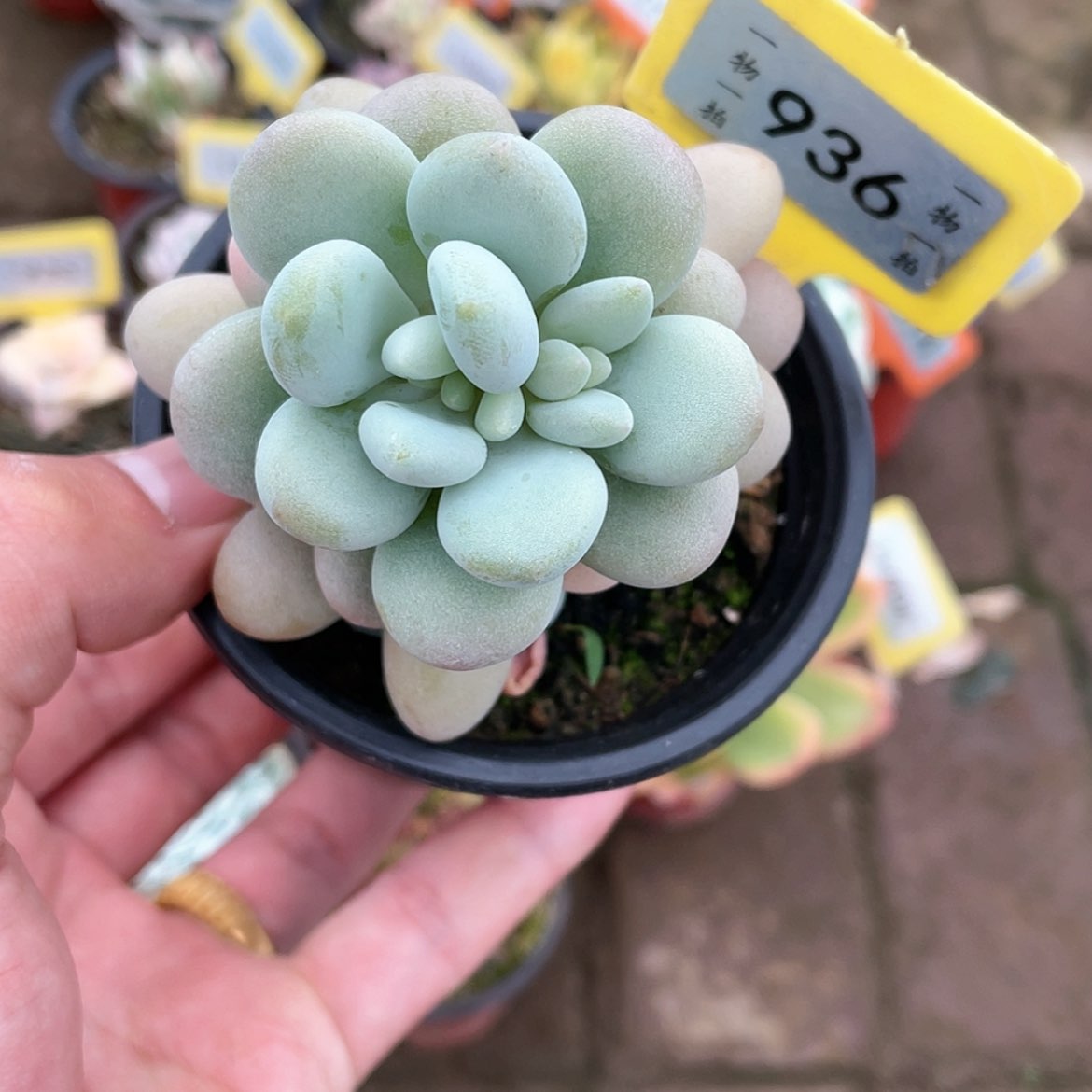 【闪购商品】936号