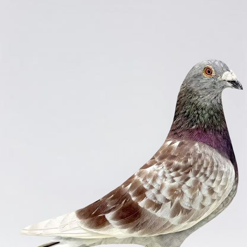 信鸽 赛鸽 种鸽 幼鸽 大棚天落成绩鸽圆环鸽          红雨点