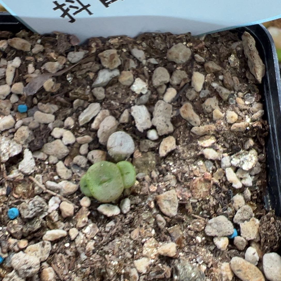 4-47肉锥多肉植物