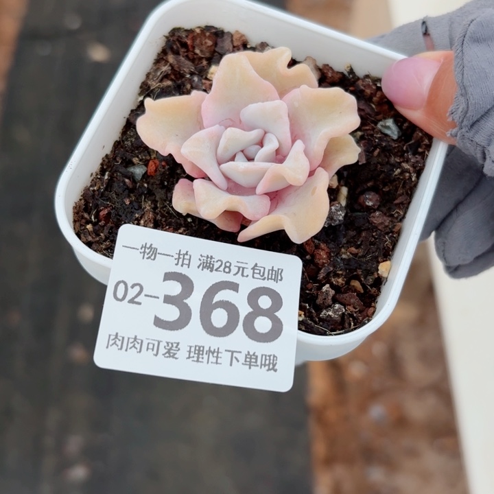 芭蕾舞者无盆土发货多