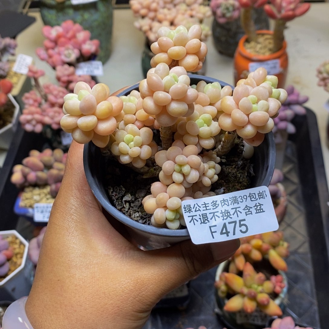 475鱼子酱多肉7c m有断枝