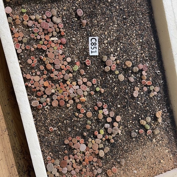 生851石花整筐脱土发货不售后