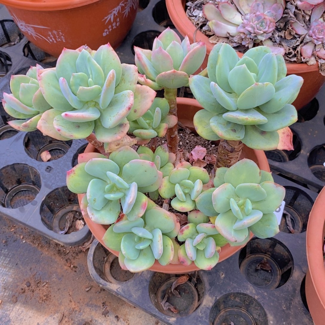 9358芒果美人一物一拍