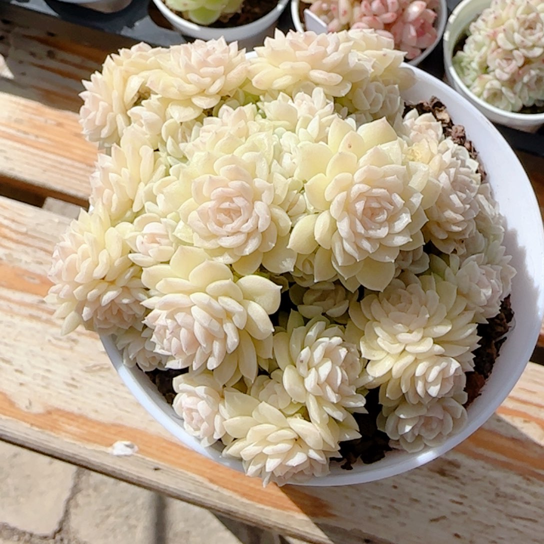 1229-58（fm-74）优选