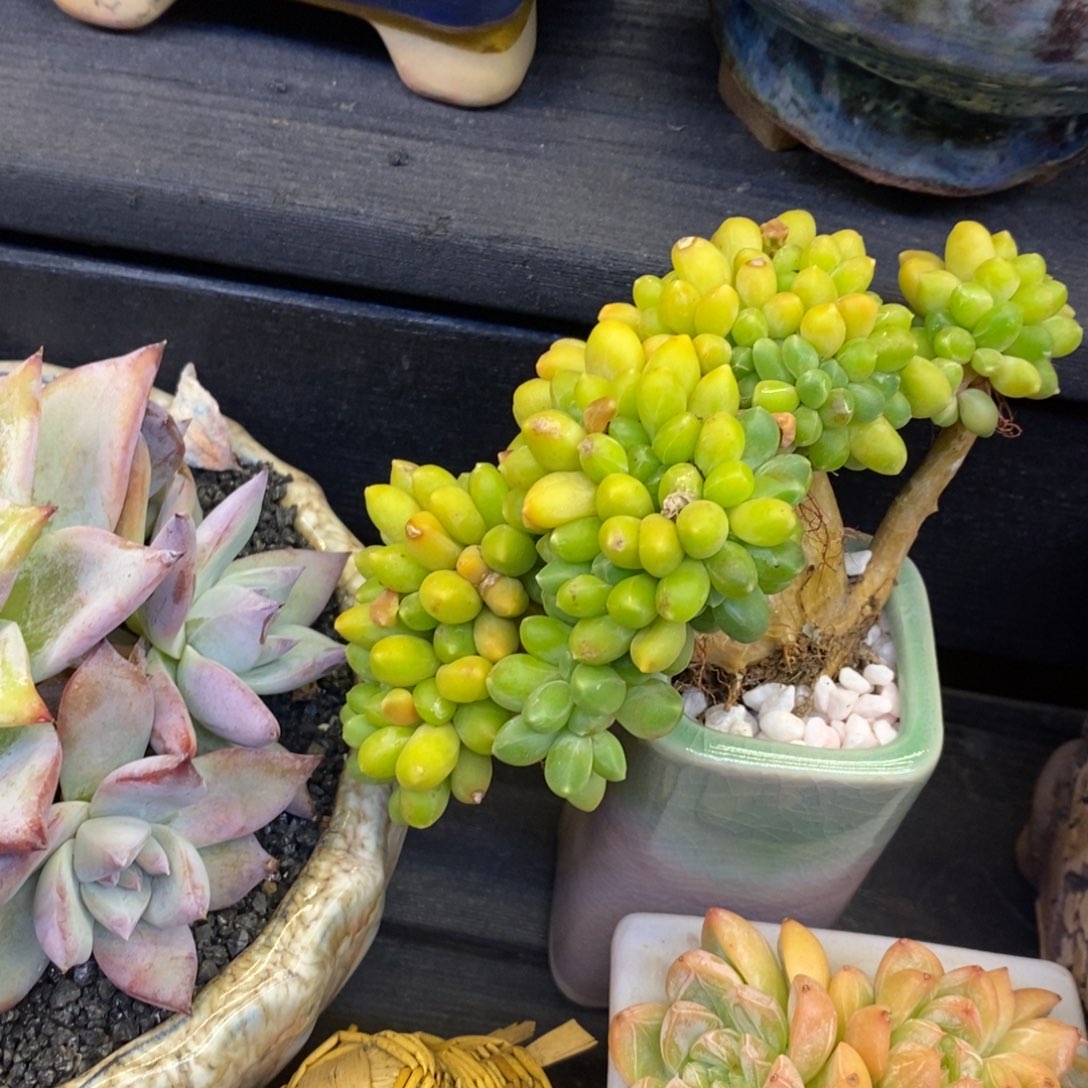 千代田缀化多肉植物盆栽