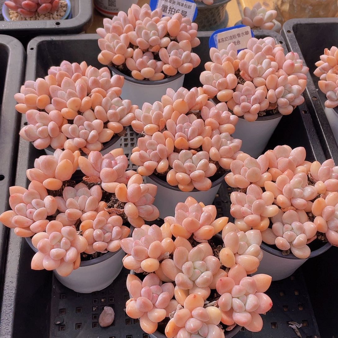 量拍6号 果冻奶油粉香水单头组合7个