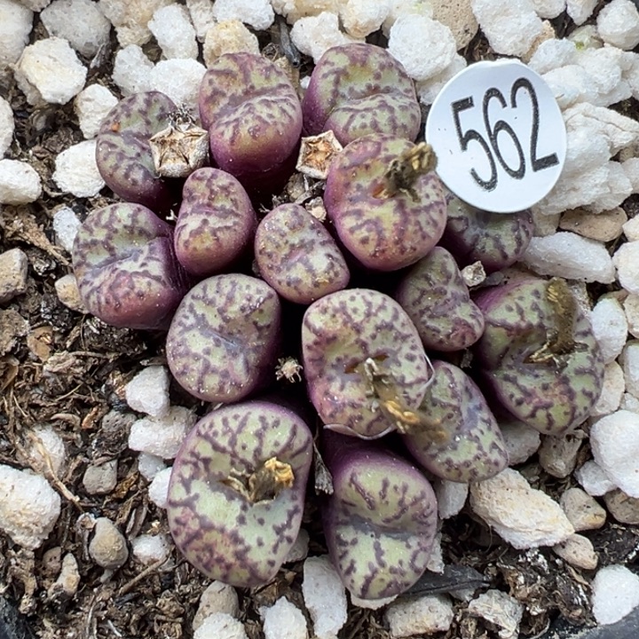 562号满30包邮111111111