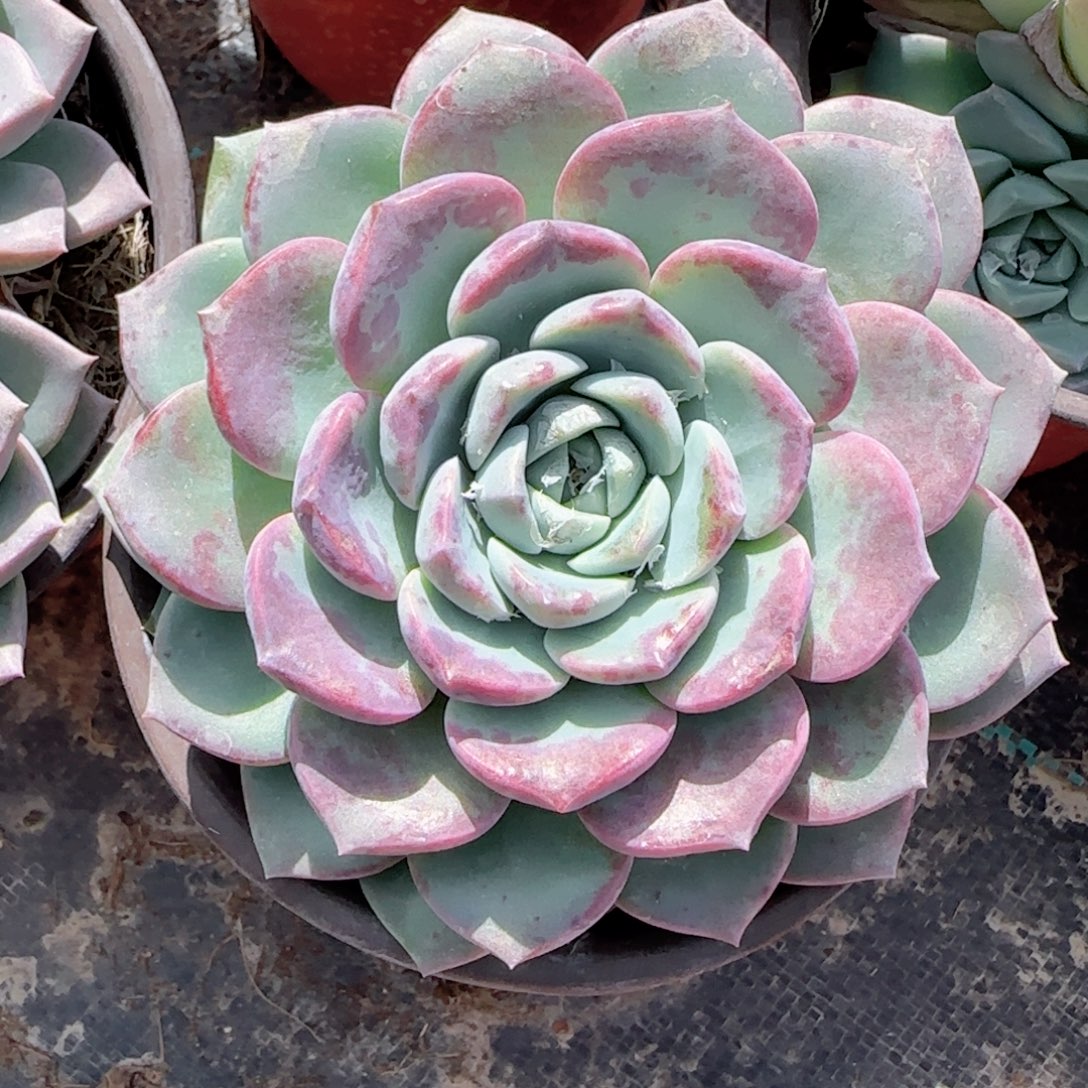 无花朵血斑海琳娜单头