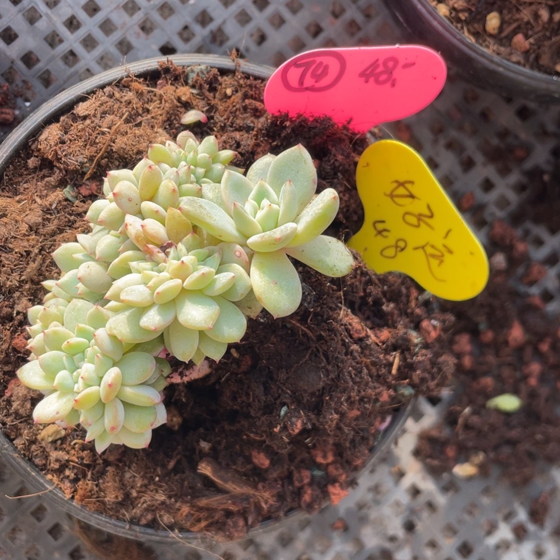 ゛***゛石榴子星影默认底切74