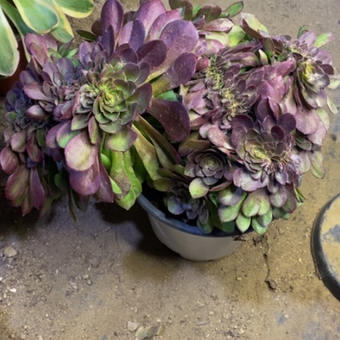 万圣节多肉植物3058