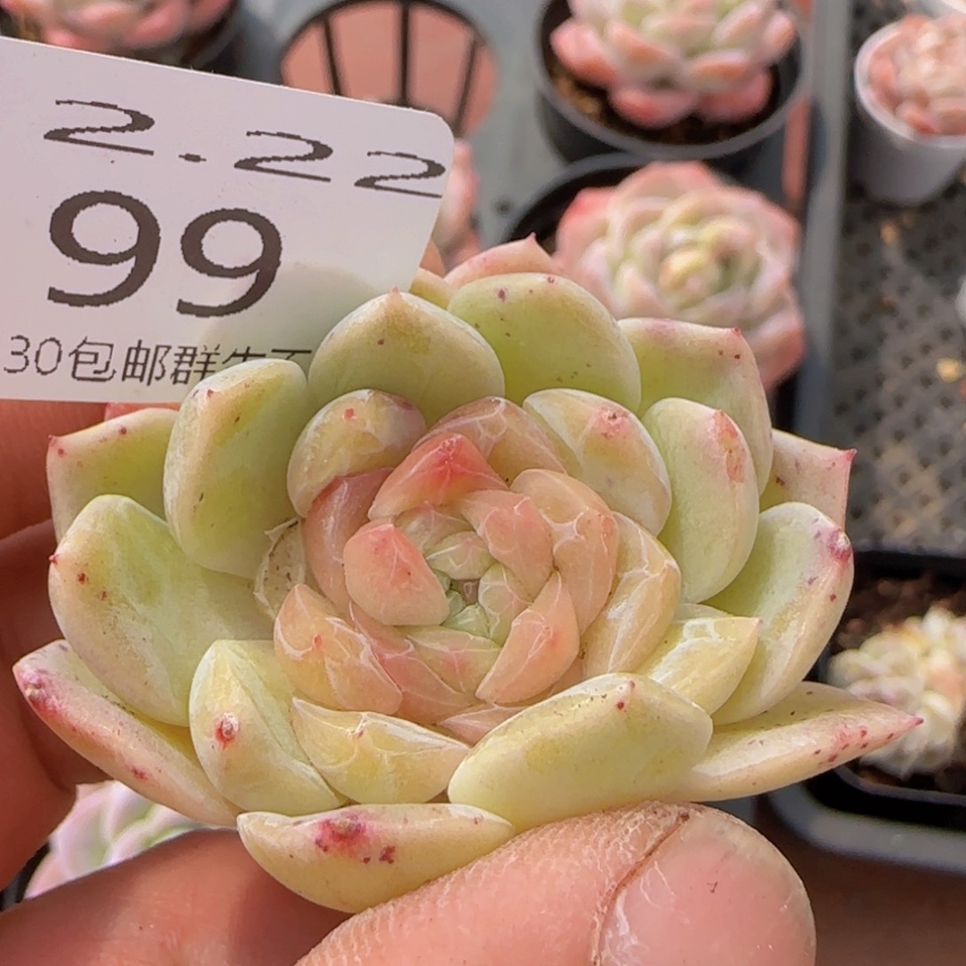 珍妮单头一颗脱土发货