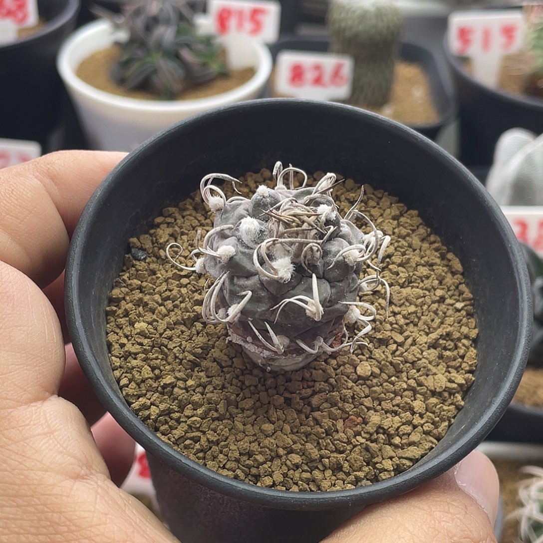 产地老娇丽 带盆土包邮