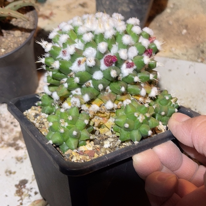 满38包邮2天凑单，脱土晾根发货多肉植物实生雪糕大母本
