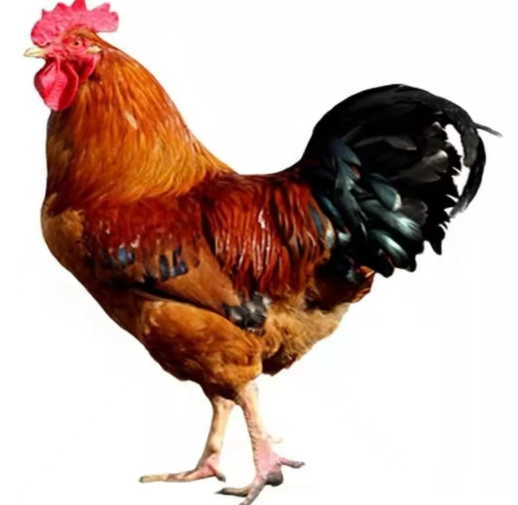 畜牧养殖饲料健康好喂养的