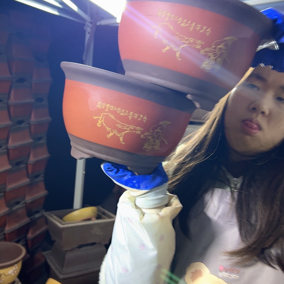 25+25红色放牛娃三角金钟