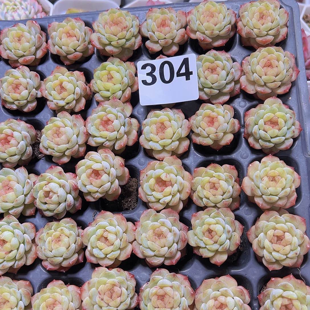 304珍妮发样品7个19