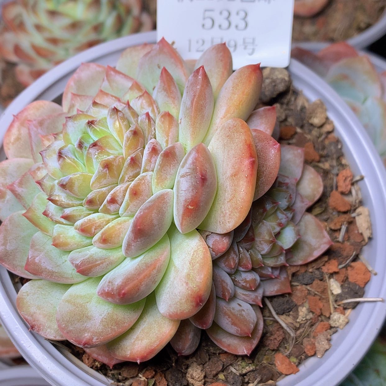 【闪购商品】云533号