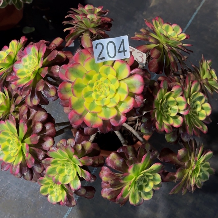 000000000204维纳斯多肉植物