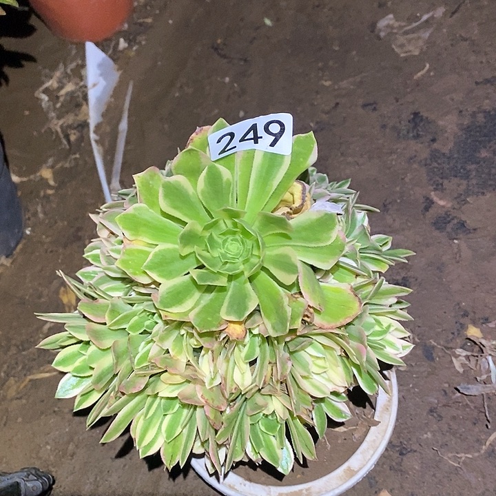 多肉植物法师249颜宁