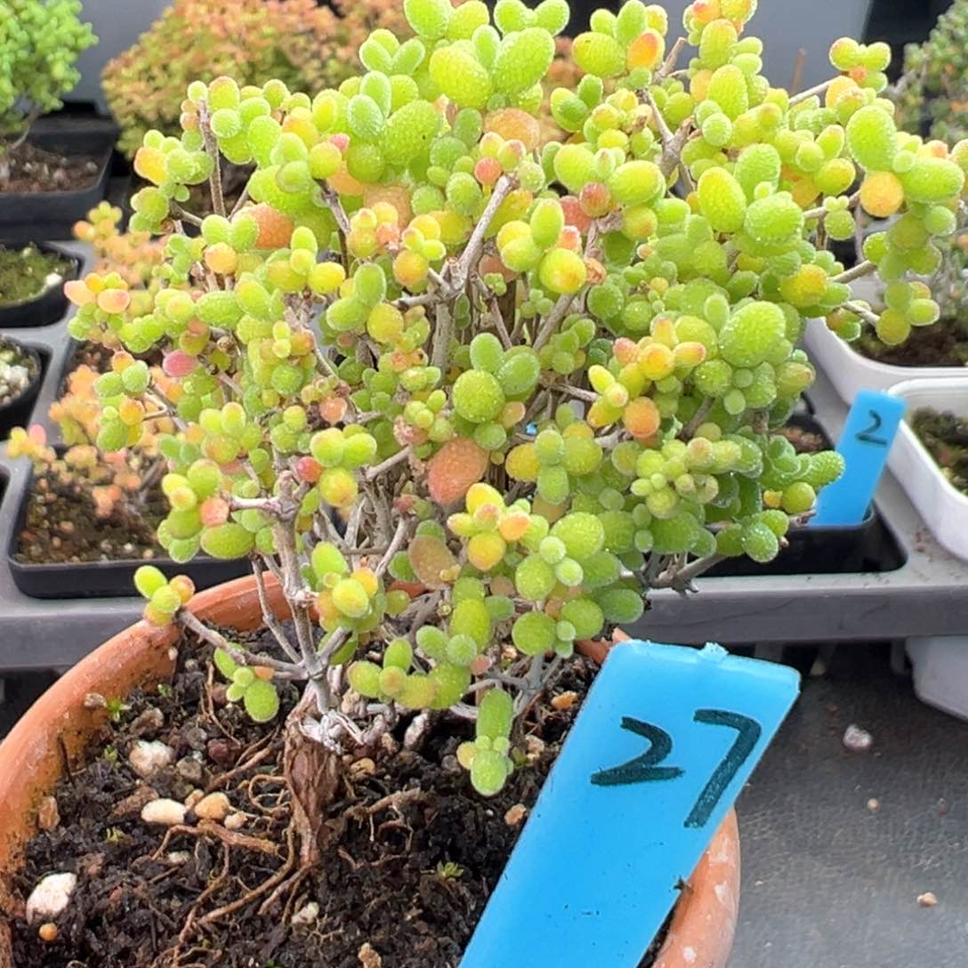 陶土盆飘枝蜜橘27号