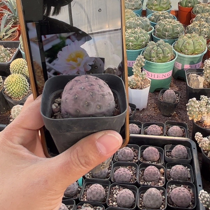 习之野筷子根好养