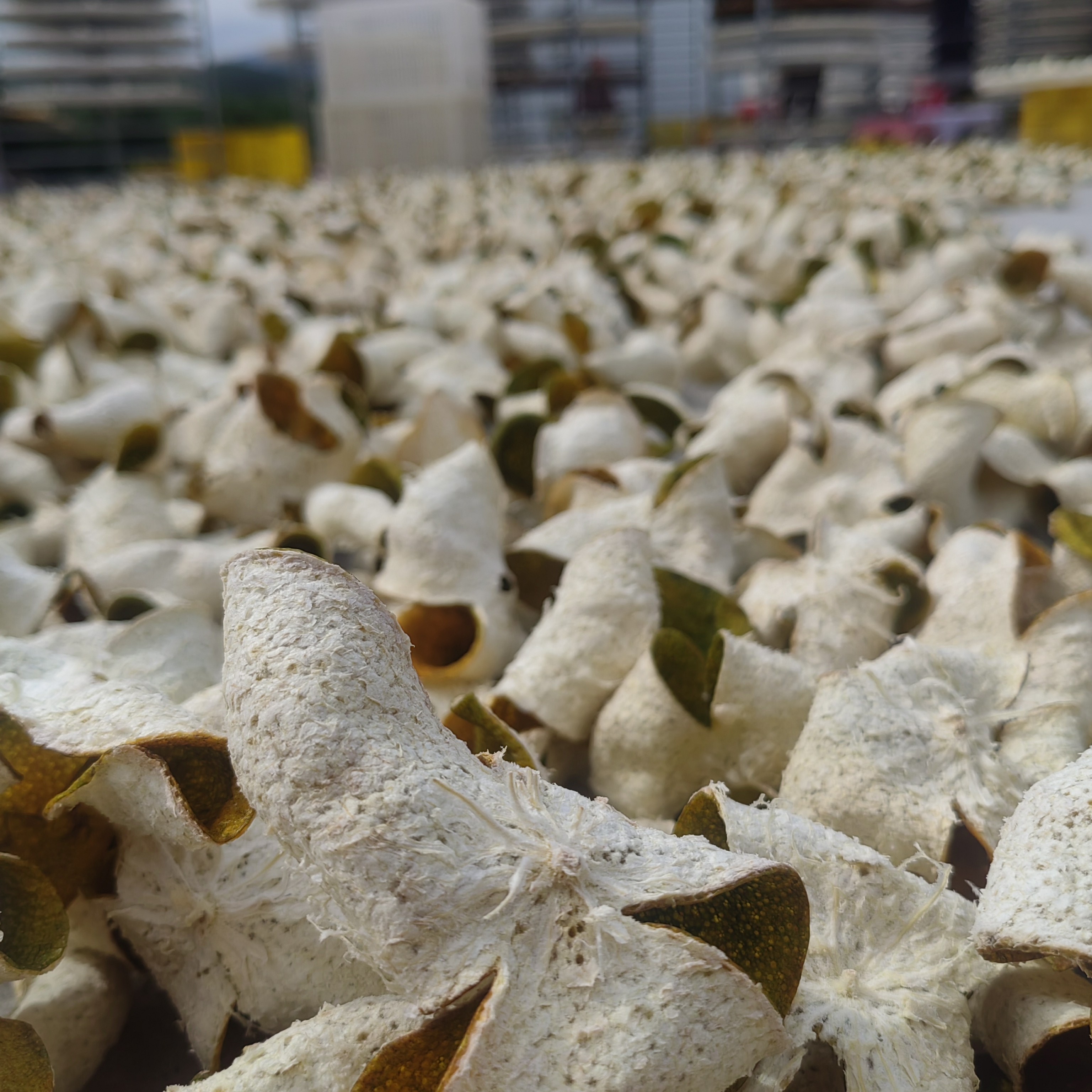 2025年新会陈皮圈枝二红皮大红皮特级精品－果农直发