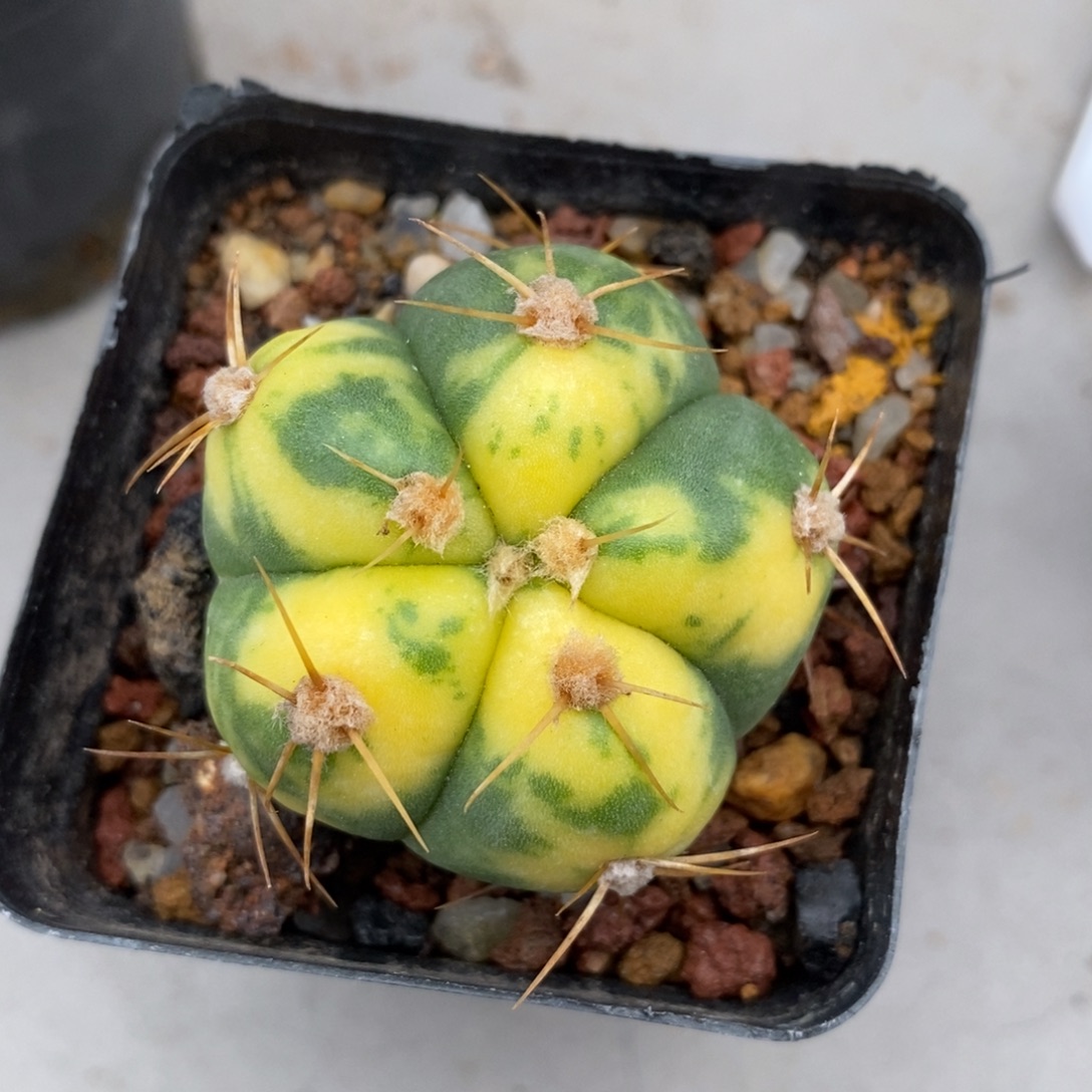 圣王丸锦自根仙人球