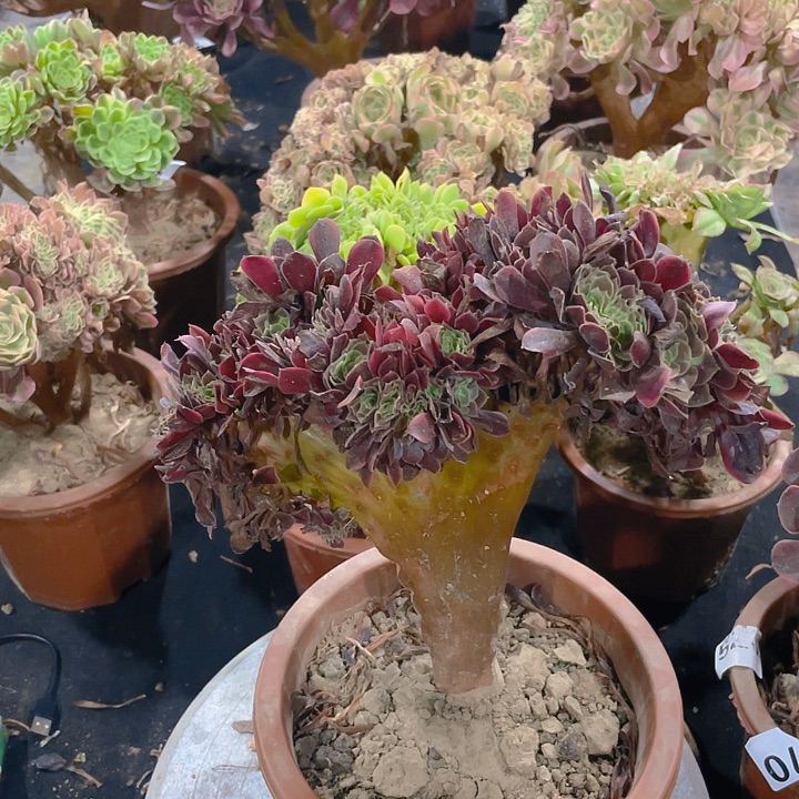 607欧佳丽裂口切口