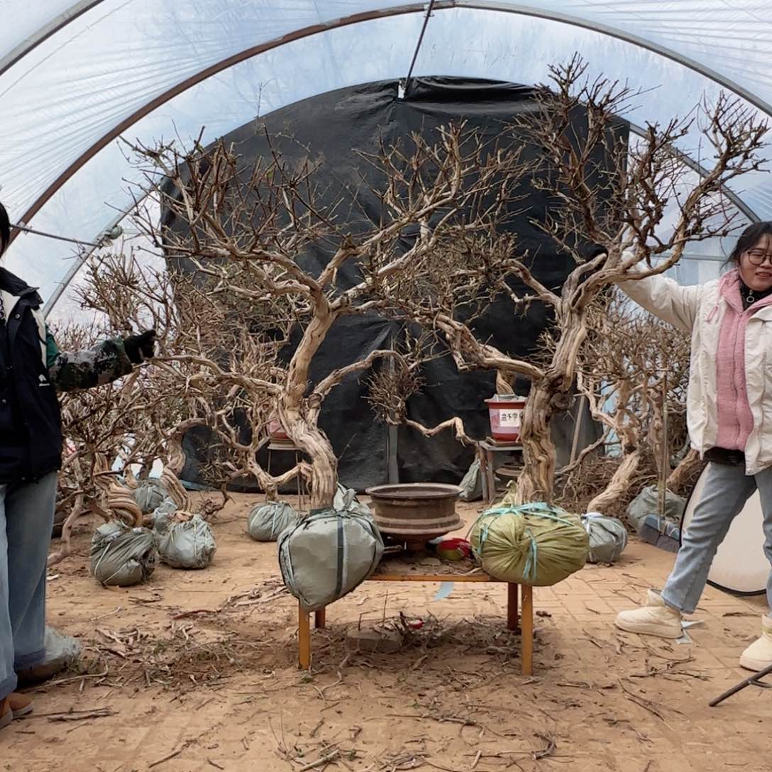 爺***】金银花金银花金银花金