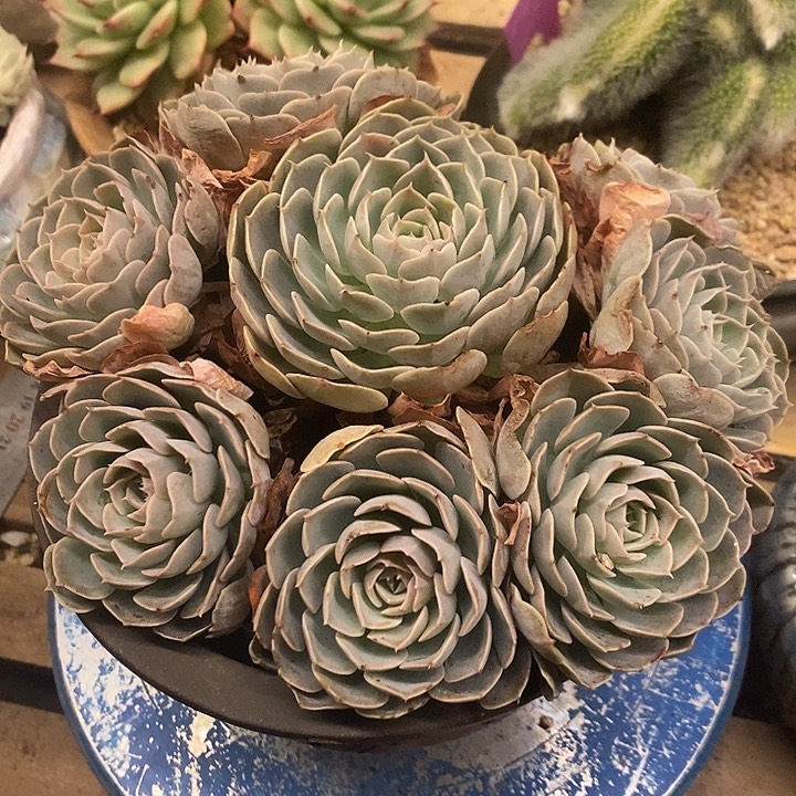 多肉植物肉肉植物