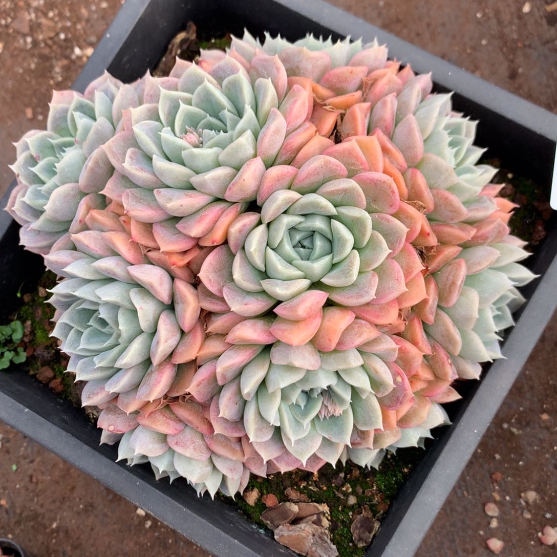 6627杂交多肉植物