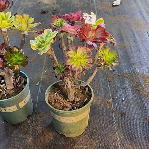 珵***宝法师嫁接的时候就会有72