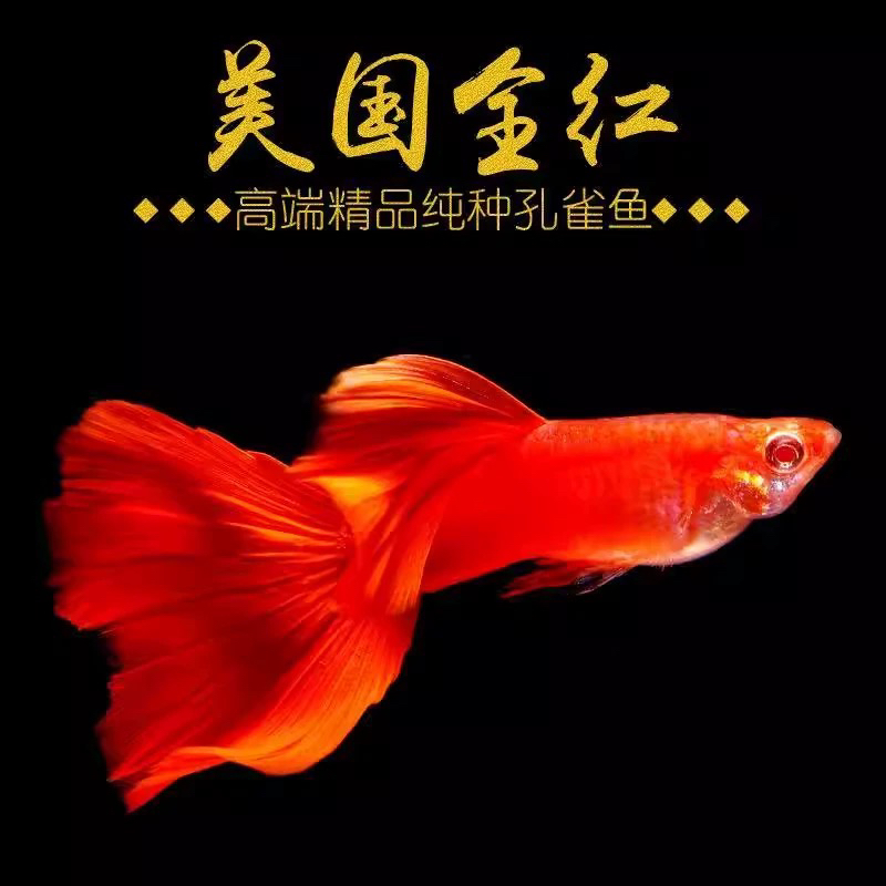美系大背全红孔雀鱼红色系经典品系品种鱼大尾翼基因入缸造景能力