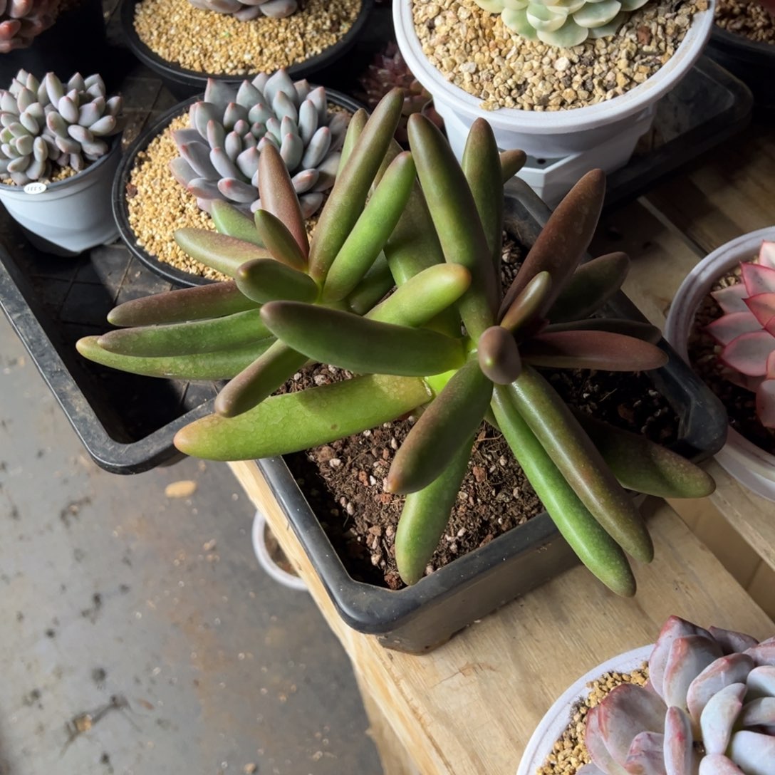 椰子树 老桩 夏鸣园艺