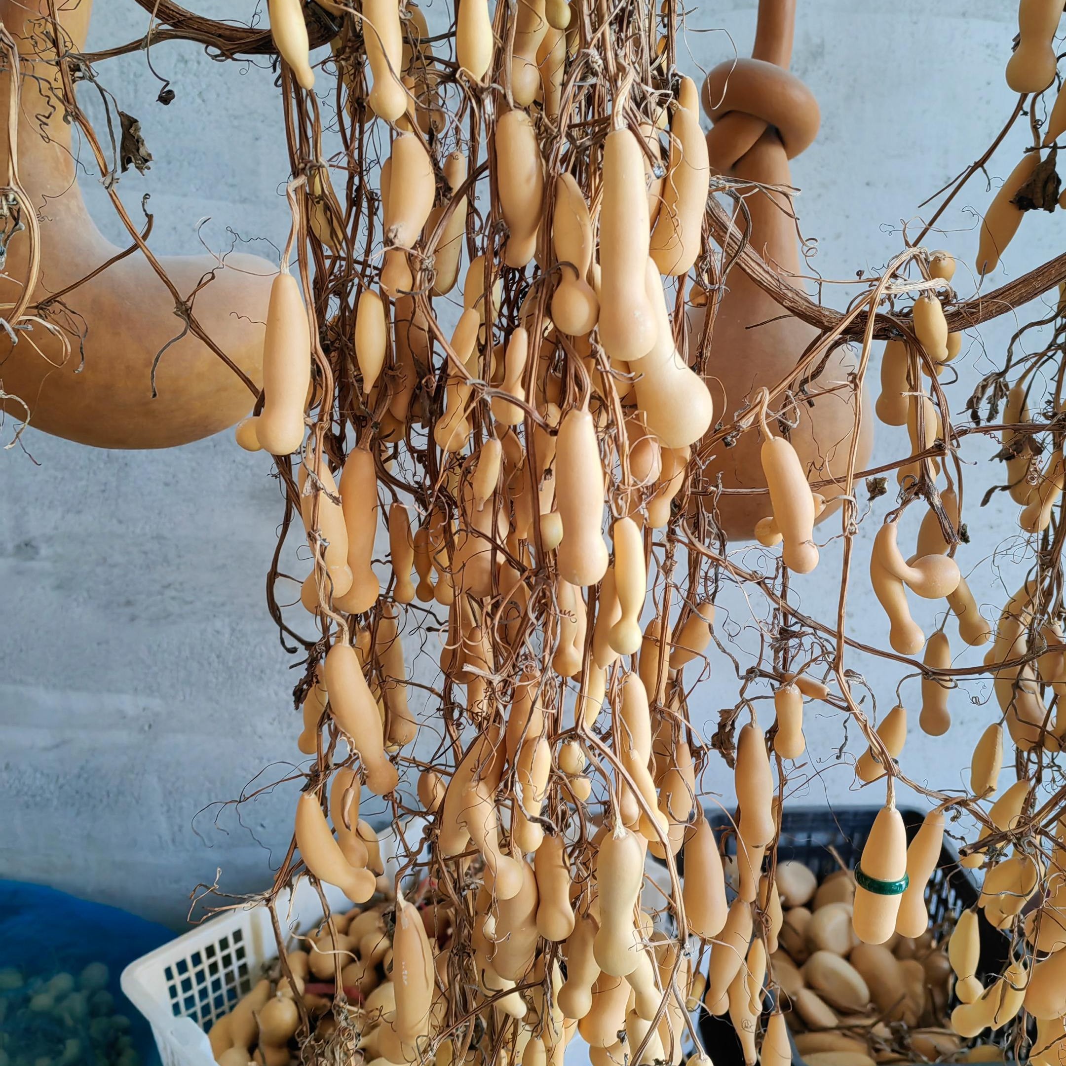 天然小葫芦 手把件文玩带龙头盘玩专用皮质细腻福禄葫芦把玩