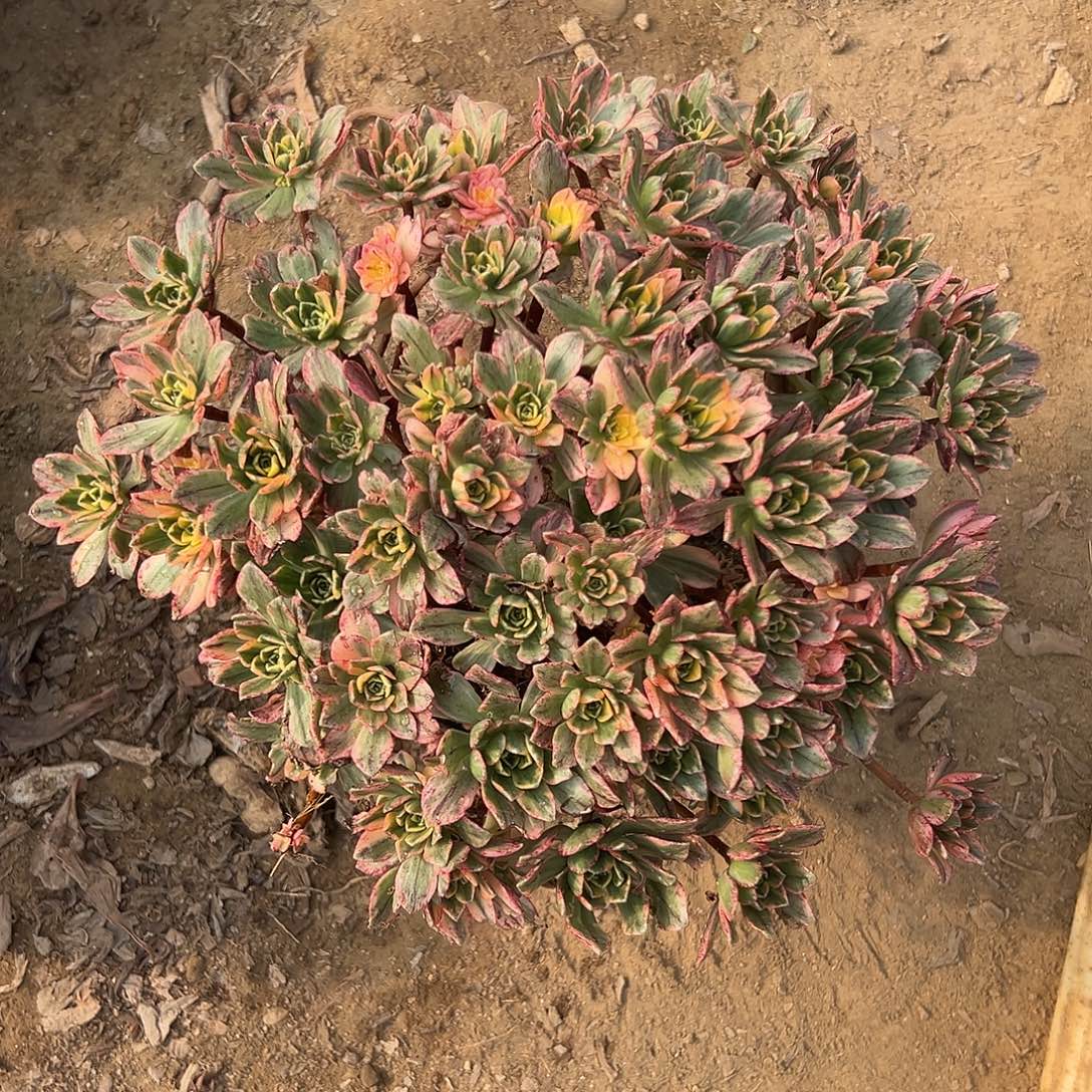 多肉植物甜茶赐老庄