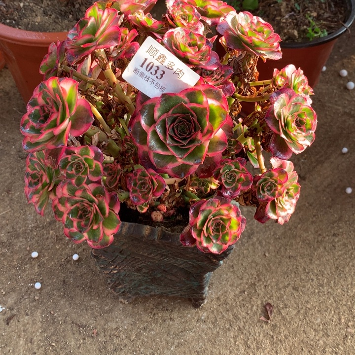1033纳福多肉植物特价