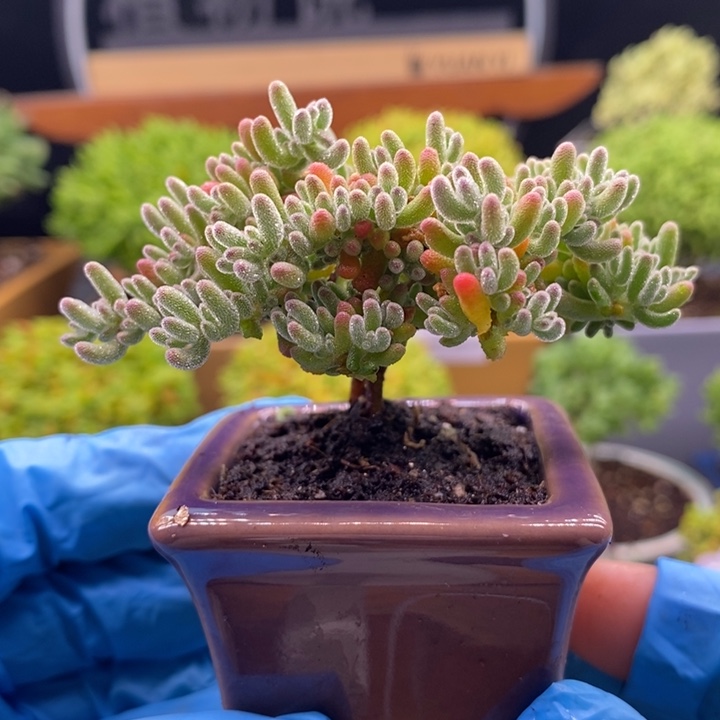 无花朵100冰晶。    