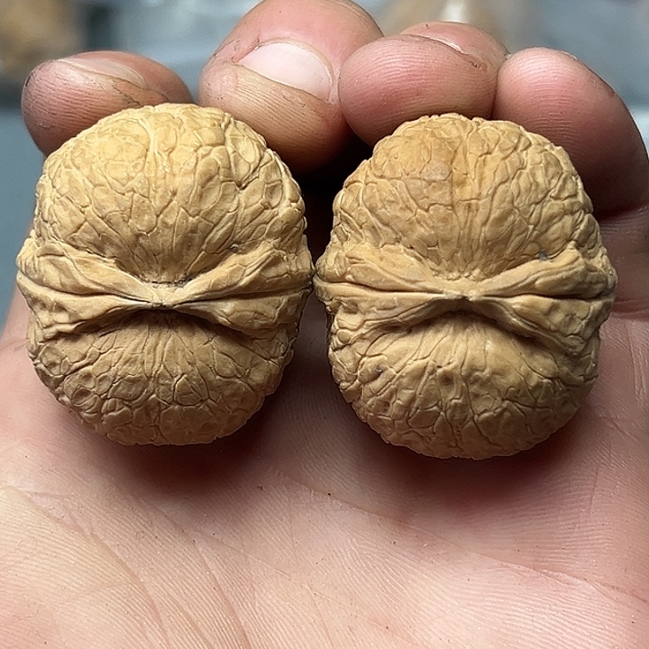 核桃60号闷筋元宝37尺