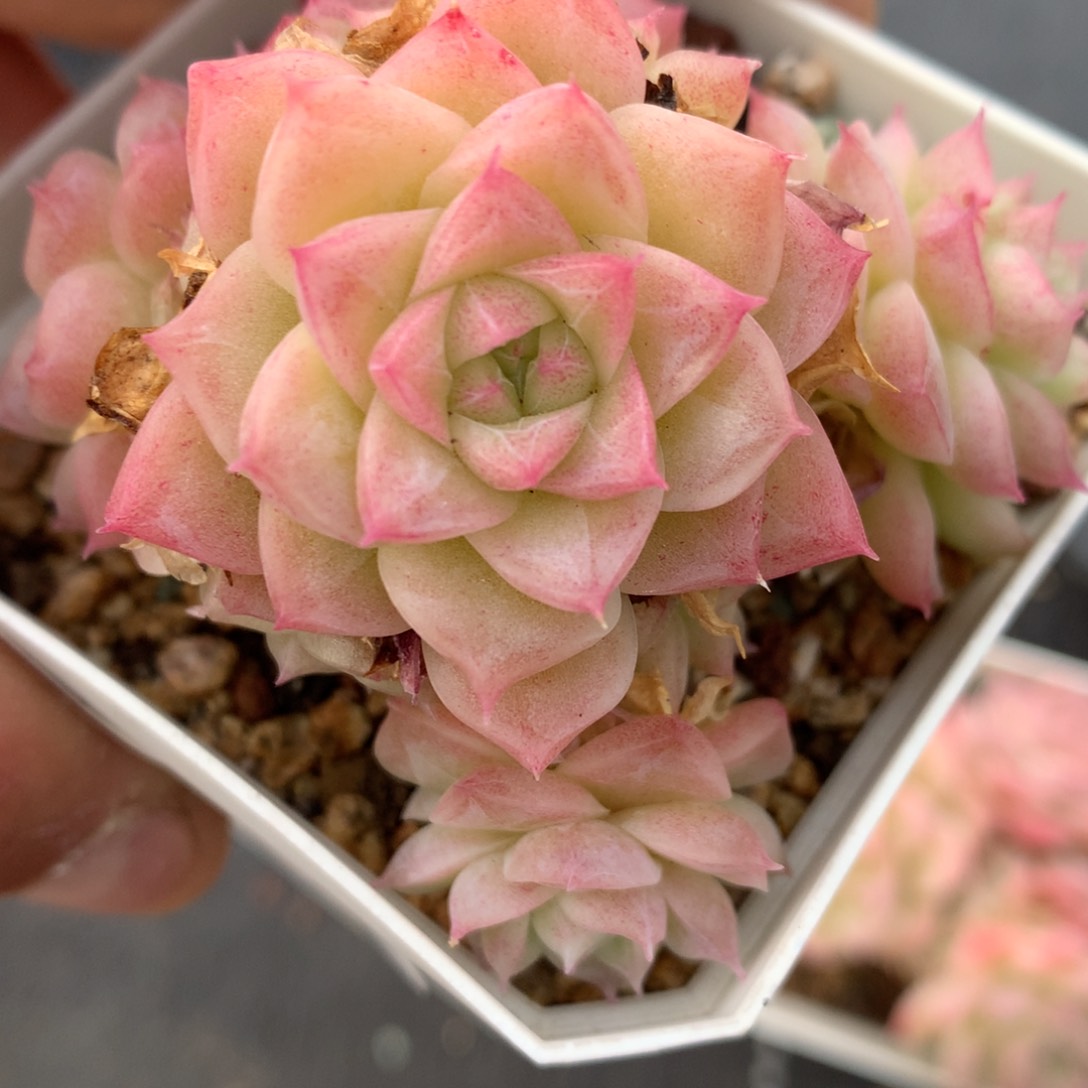 0216-23 潘多拉女王