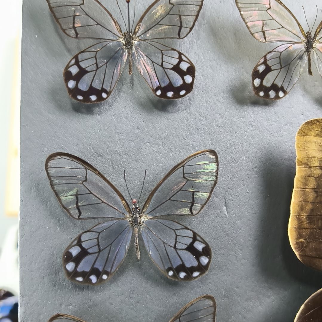 球***觉真蝴蝶标本一物一拍