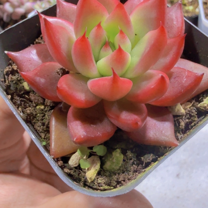 大壮王炸一颗新品