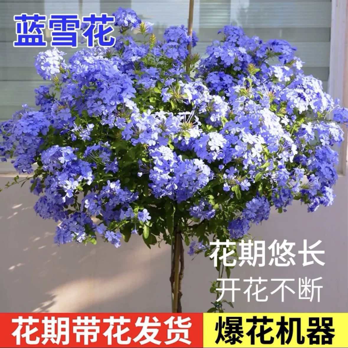 耐热耐晒蓝雪花盆栽棒棒糖带花苞庭院阳台四季开花好养花卉