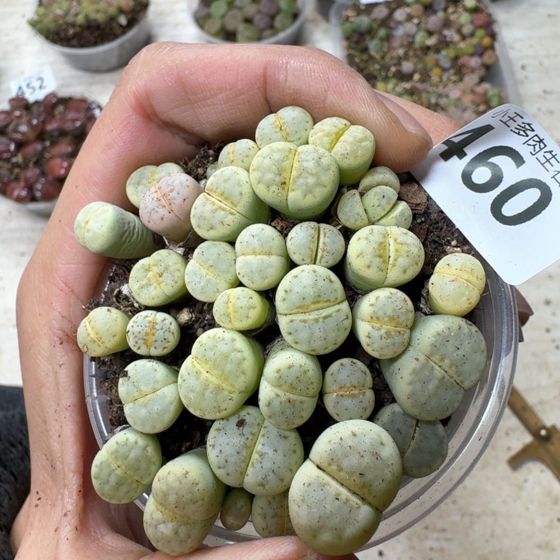 460。绿唇一盒。好东西