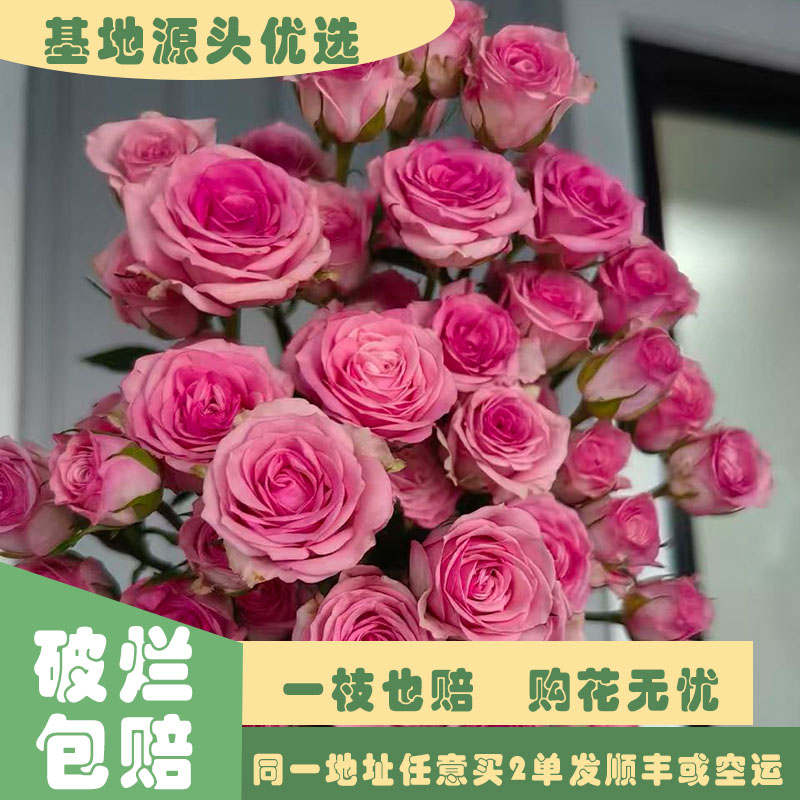 【基地源头优选】 多头花涧小樱玫瑰     任意两单发顺丰或空运