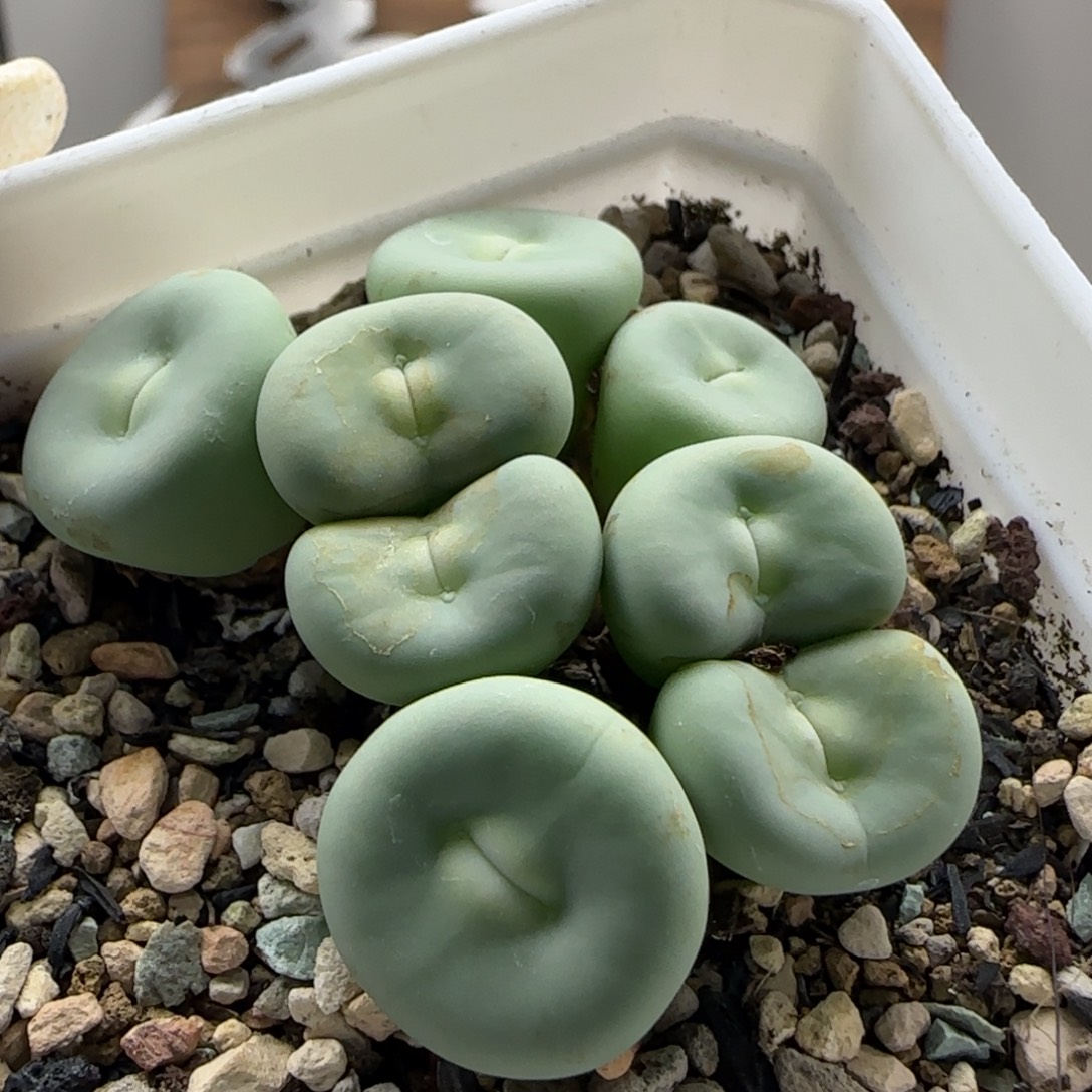 10-1-2-1当天满38包邮大型超厚嘟嘟嘴单头1.7cm脱土