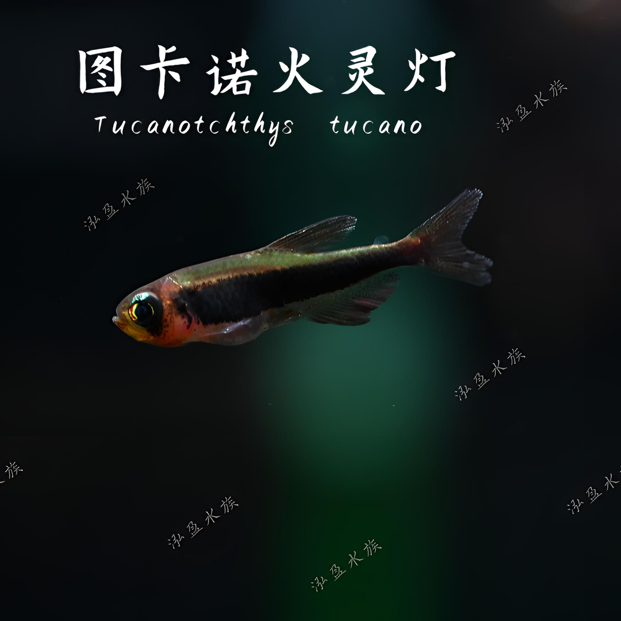 【泓盈】火灵灯 南美热带观赏鱼混养草缸/定水/检疫