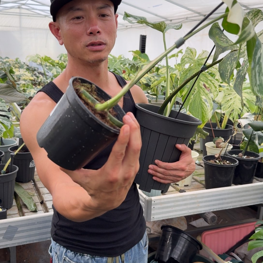 无花朵一叶一芽白龟