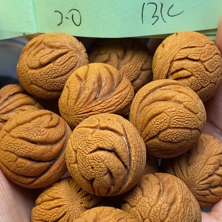 吊坠桃核秦岭龙纹桃核20尺寸